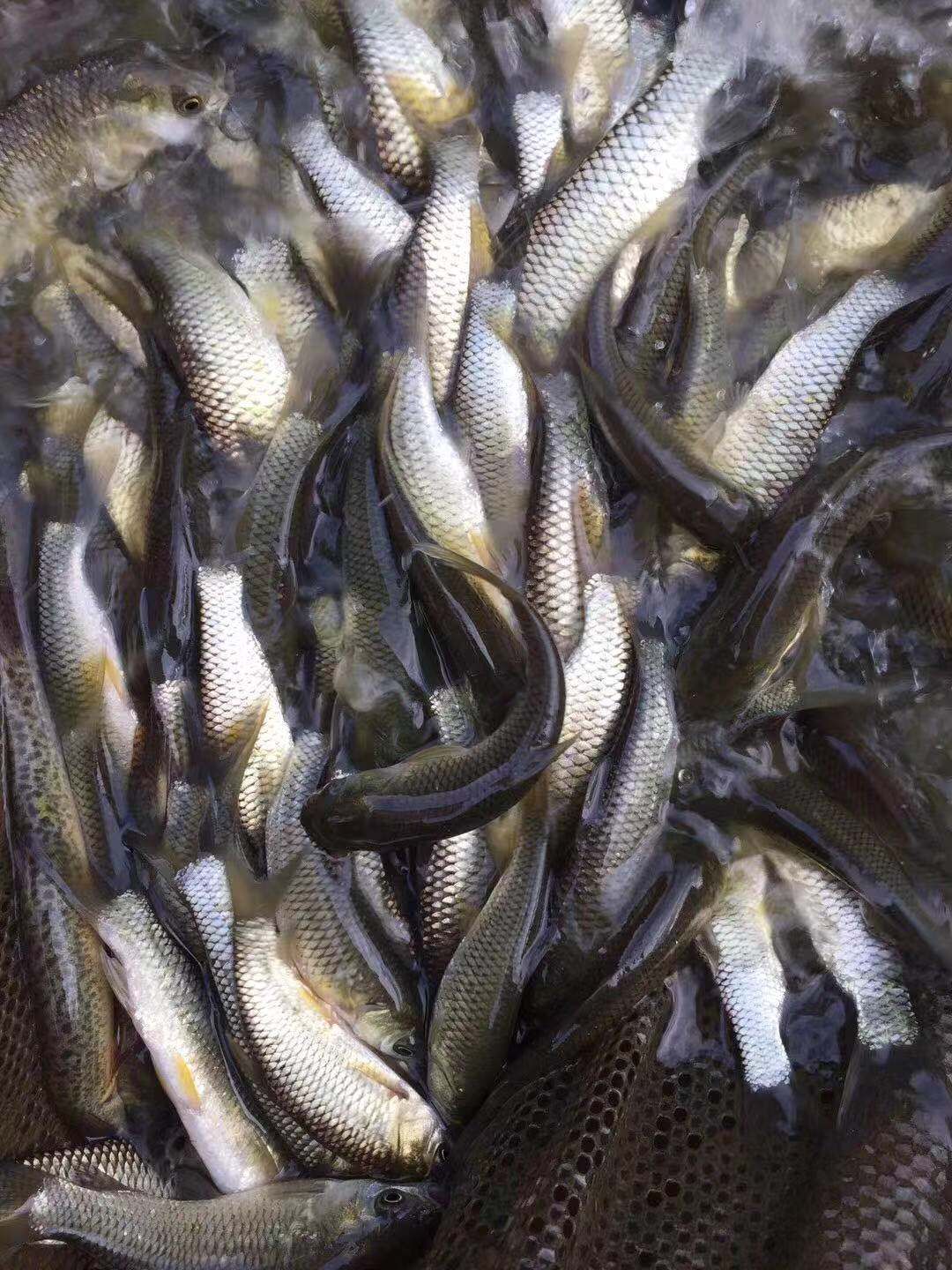 草鱼苗 常年供应各种规格草鱼苗