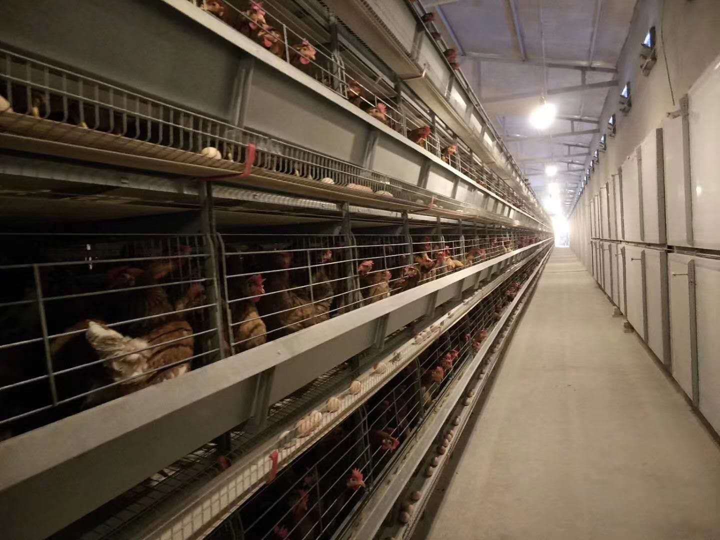 小层叠蛋鸡笼欢迎咨询