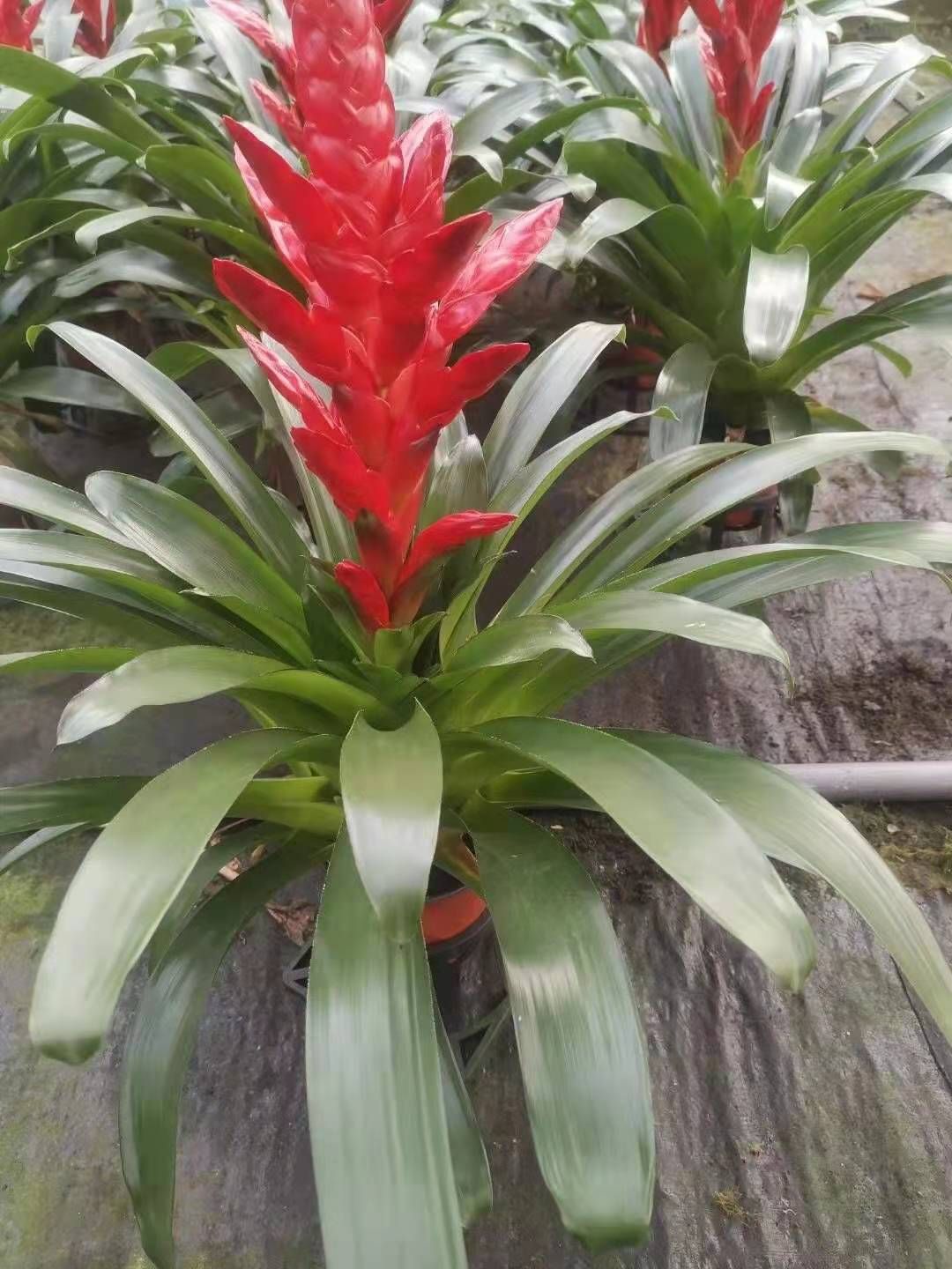 凤梨花  凤梨  基地直供质优价廉