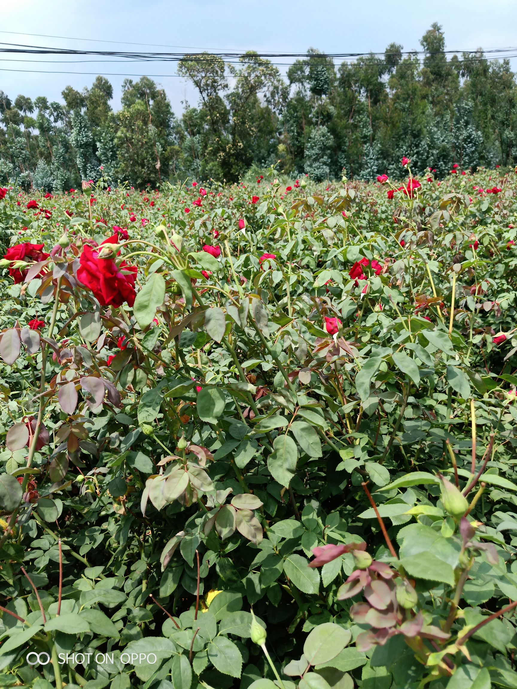 玫瑰苗  食用玫瑰 墨红