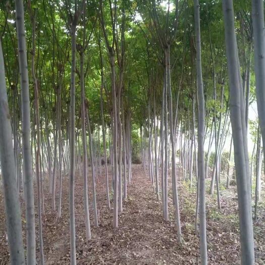 咸阳北栾 栾树，杆直冠好，上车价18元
