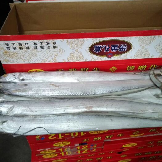 特大号红箱礼盒装舟山带鱼，产品优质价格可谈