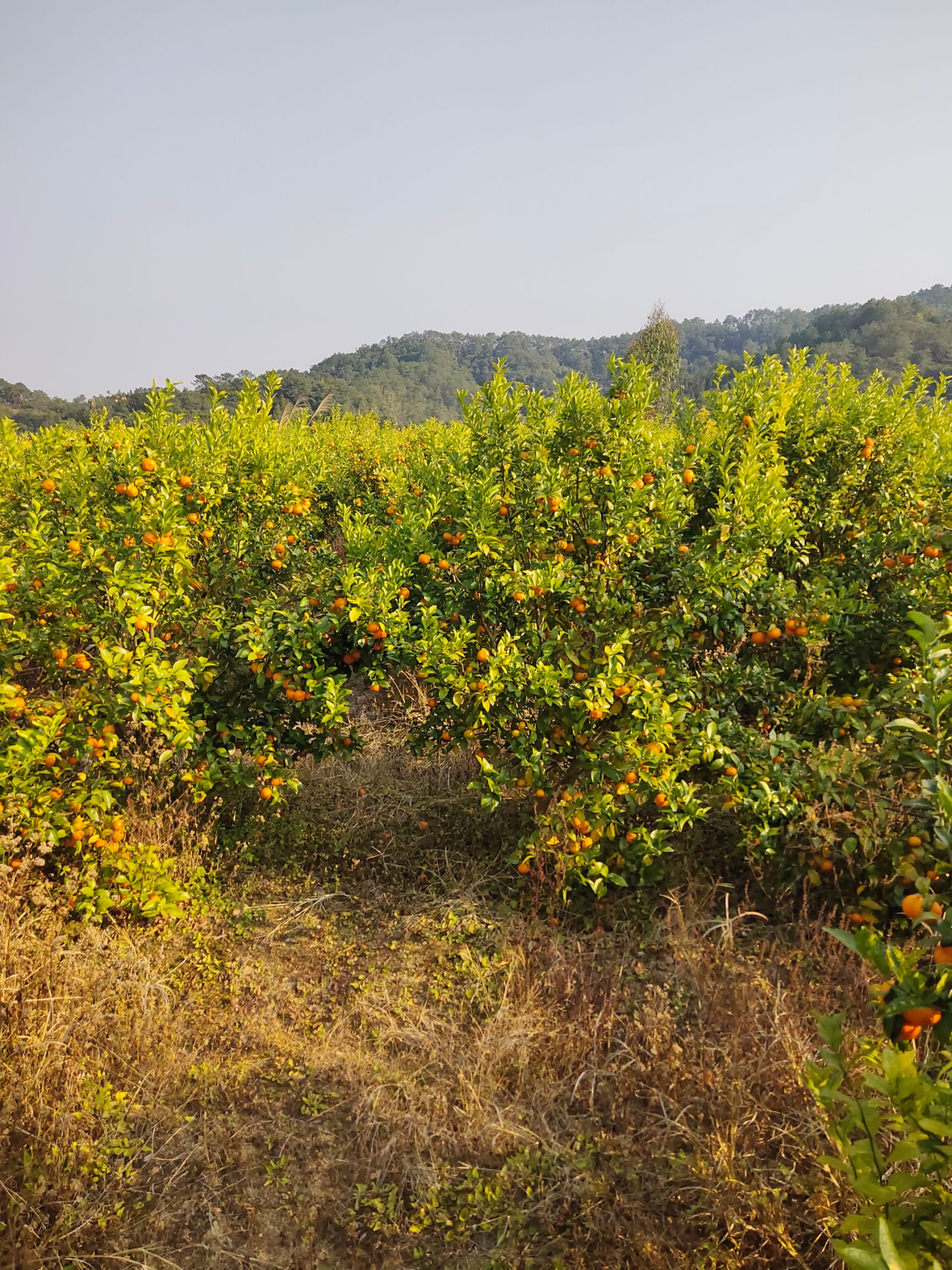 沙糖桔  整个果园一次性出售  欢迎前来订购