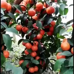 唐山 桂林沙糖桔