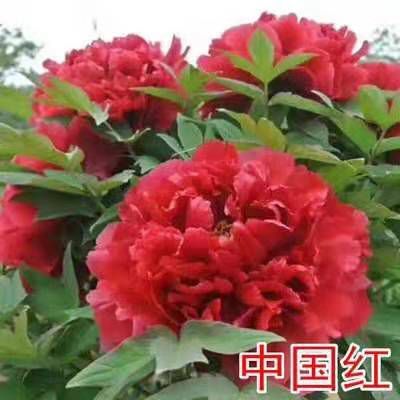 临沭县牡丹苗 正宗菏泽洛阳观赏牡丹花苗大苗重瓣大花室内外四季盆栽庭院花卉