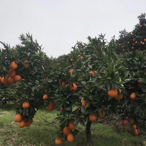 奉节长虹脐橙 奉节脐橙