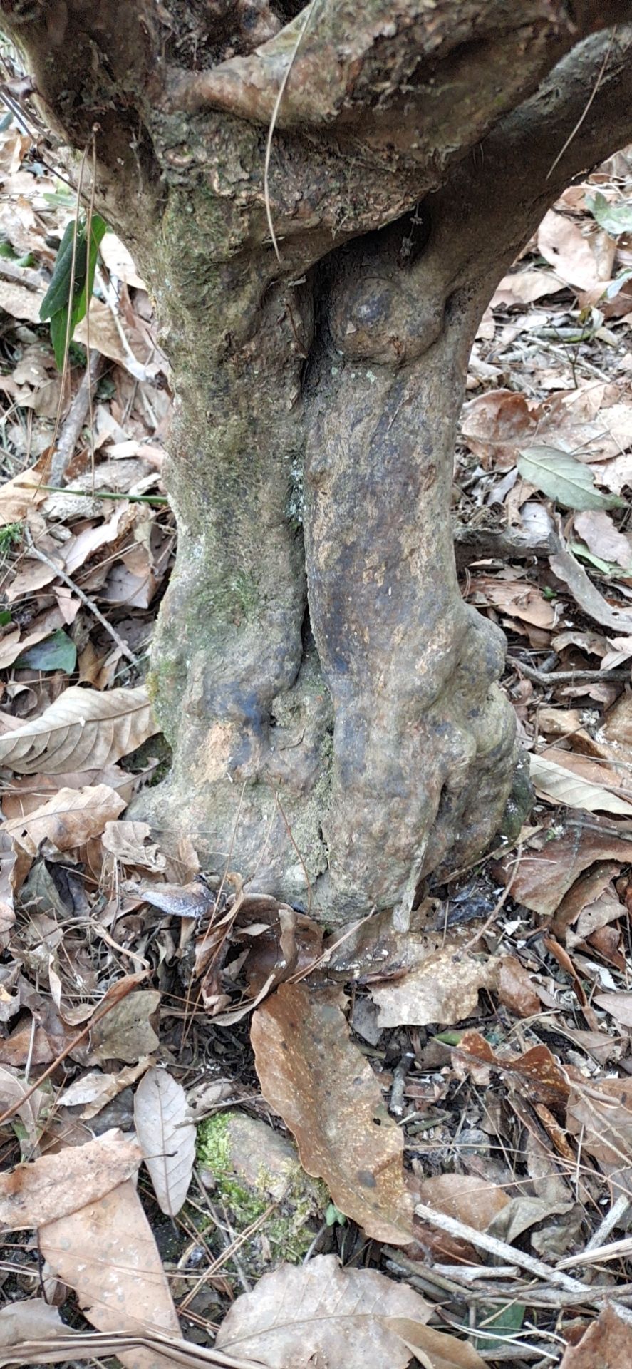 杜鹃 大山的映山红