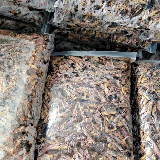 开原市东亚飞蝗蚂蚱蝗虫昆虫高蛋白营养健康绿色农产品