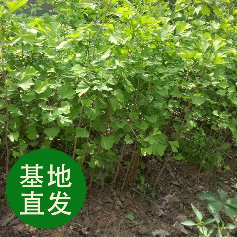 金叶银杏树苗大树小苗白果活苗拆迁占地庭院盆栽绿化苗南北方种植