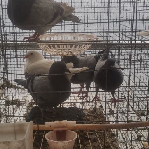 涡阳县大体银王，灰王，白羽王，米玛斯双肌鸽，鸽子蛋