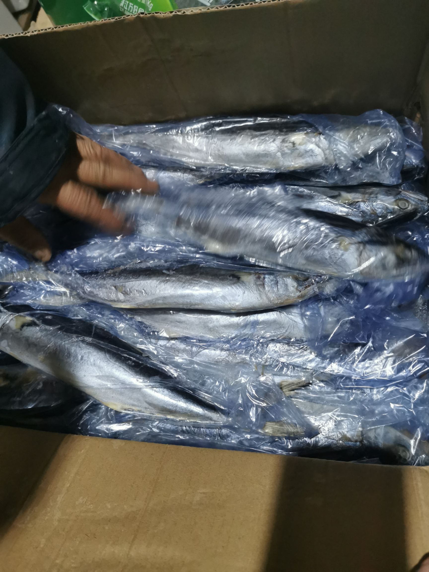 鲅鱼单装马鲛鱼
