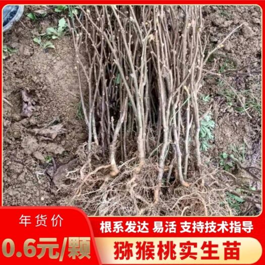 凤凰县猕猴桃苗  实生苗