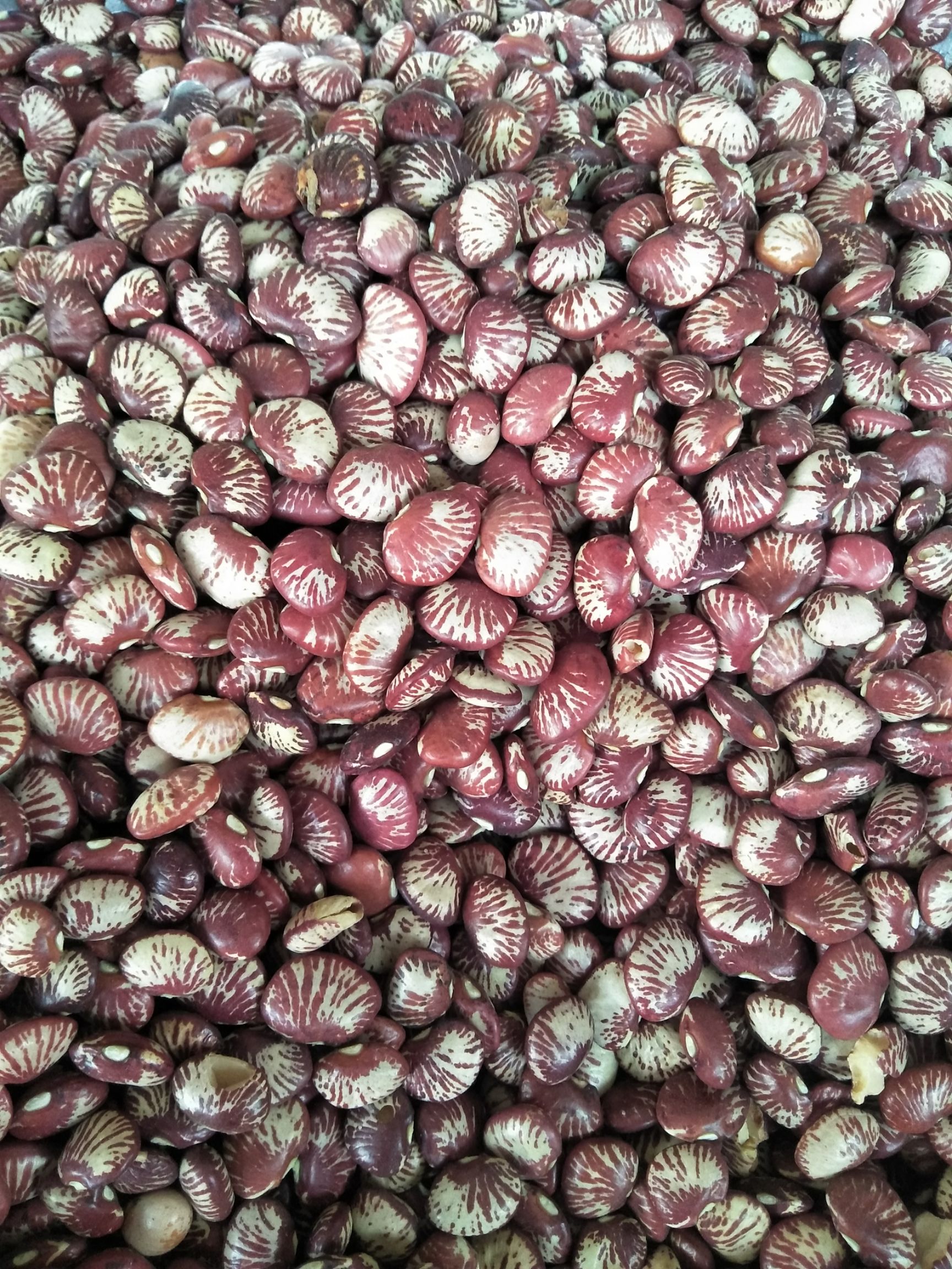 花豆  斑马豆孔雀豆肾豆