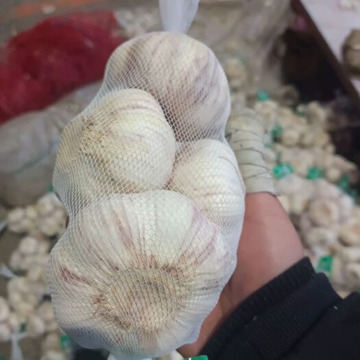 金乡县紫皮蒜  社区团购500克，金乡产地直发，保质，保量！诚信经