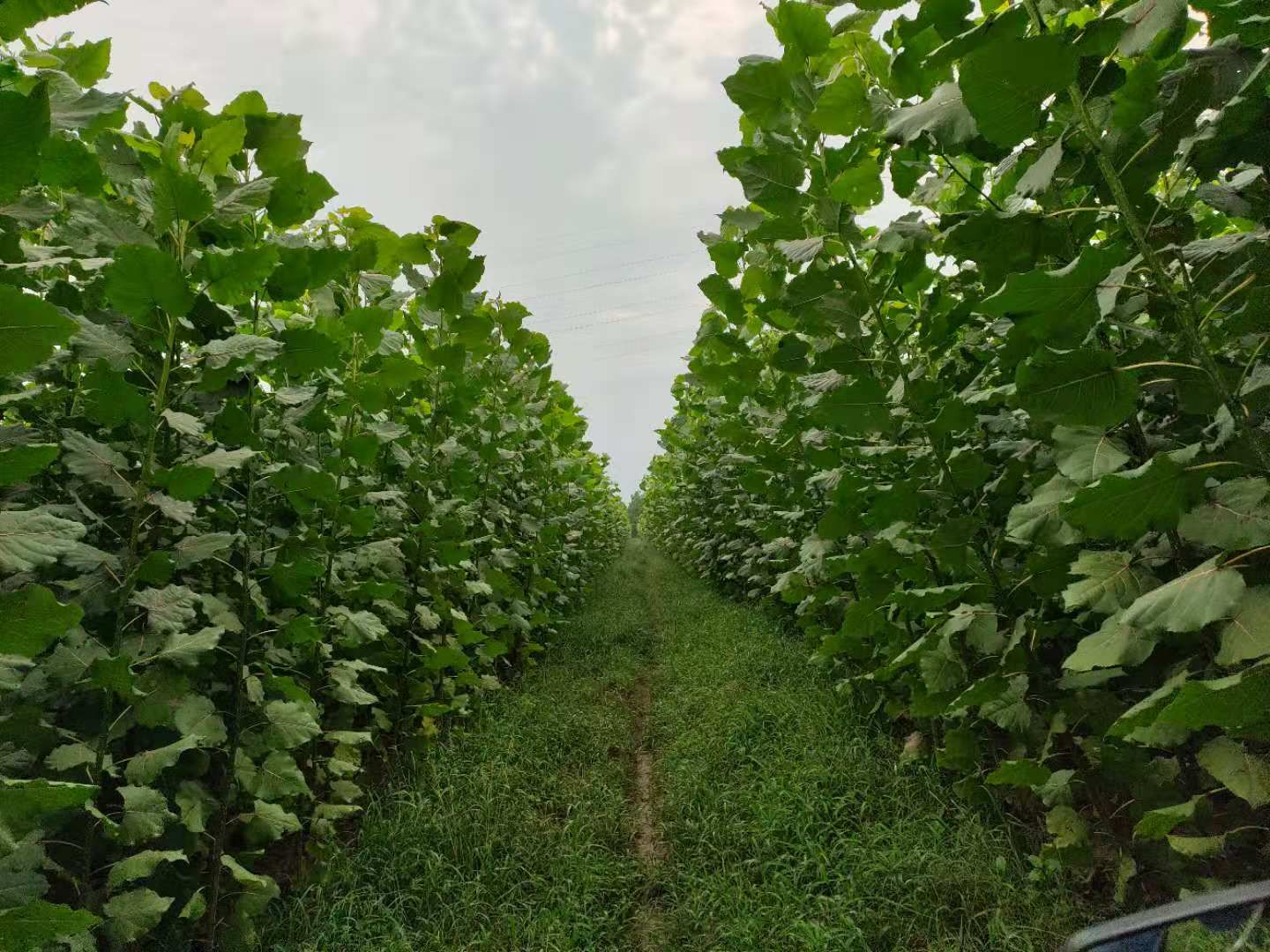 楊樹苗 大量出售無絮楊,南林大3804和3412. 2-5公分