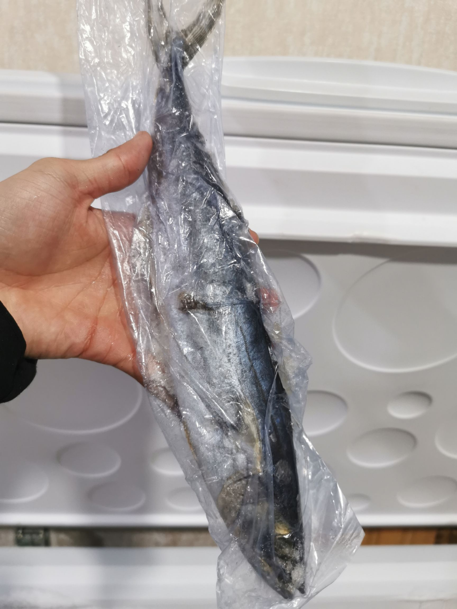 鲅鱼单装马鲛鱼