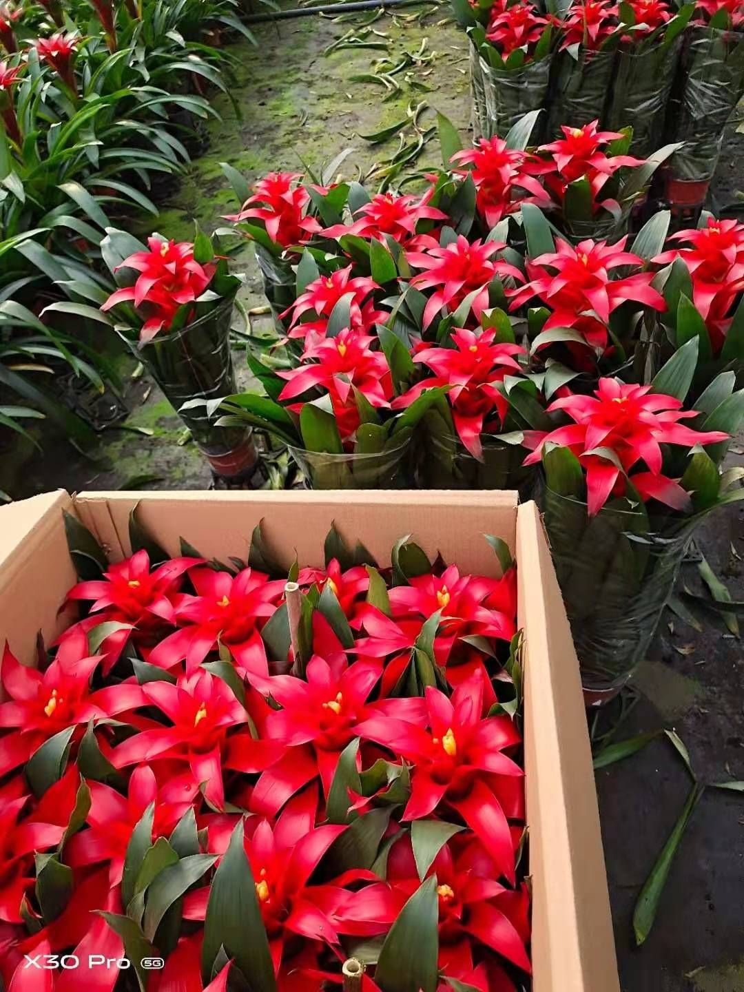 凤梨花  凤梨  基地直供质优价廉