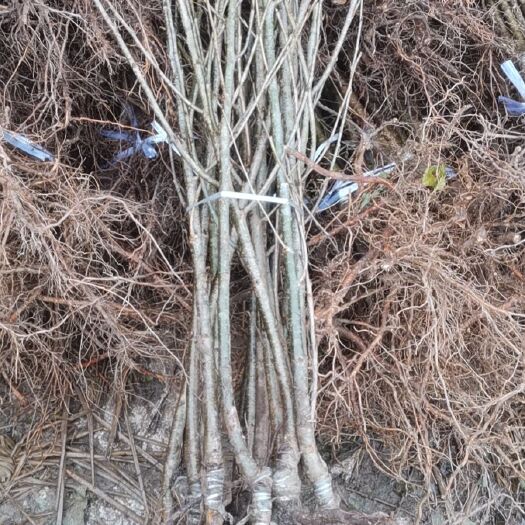 苍溪县玛瑙红樱桃树苗 各种樱桃树苗