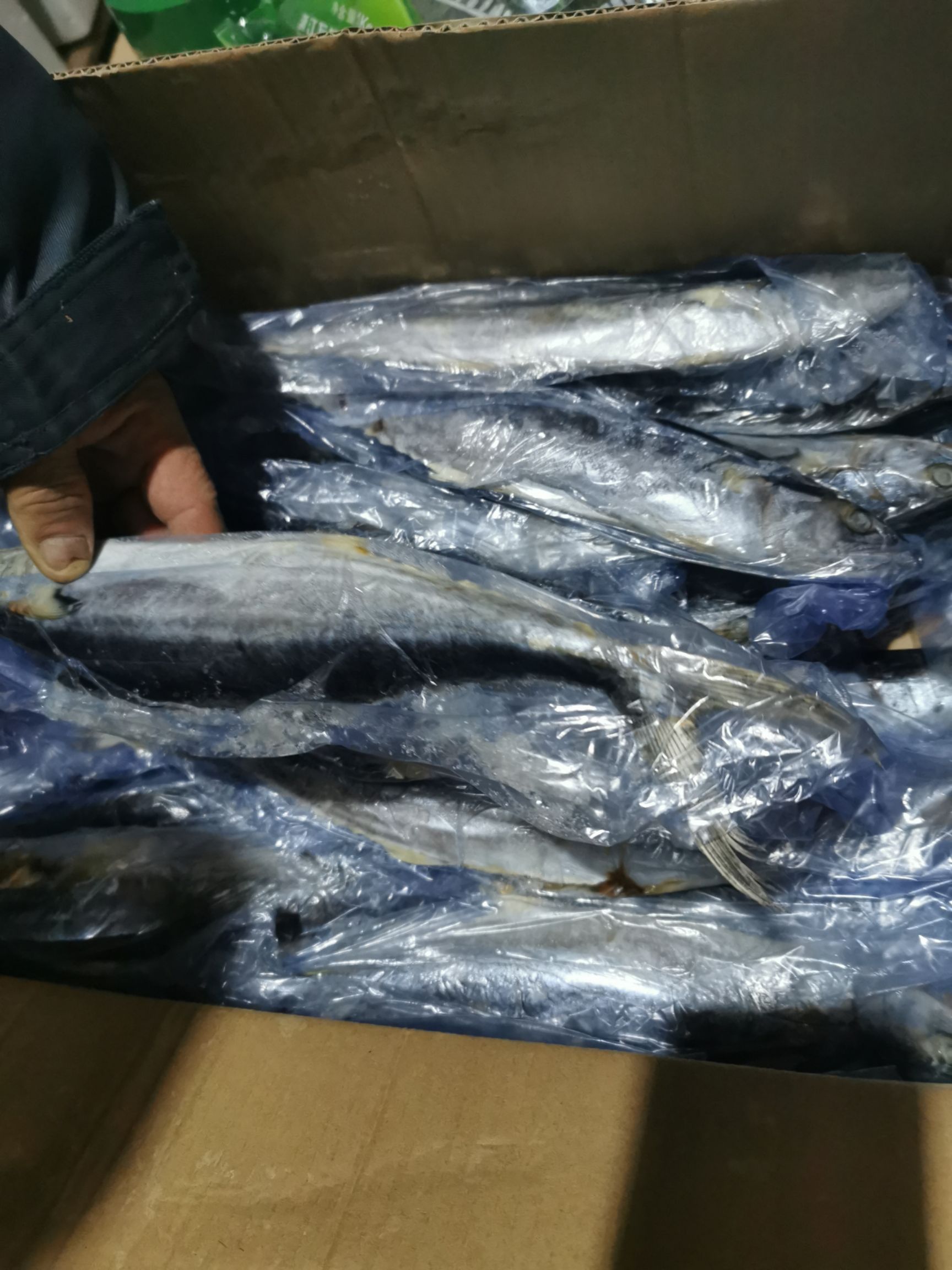 鲅鱼单装马鲛鱼