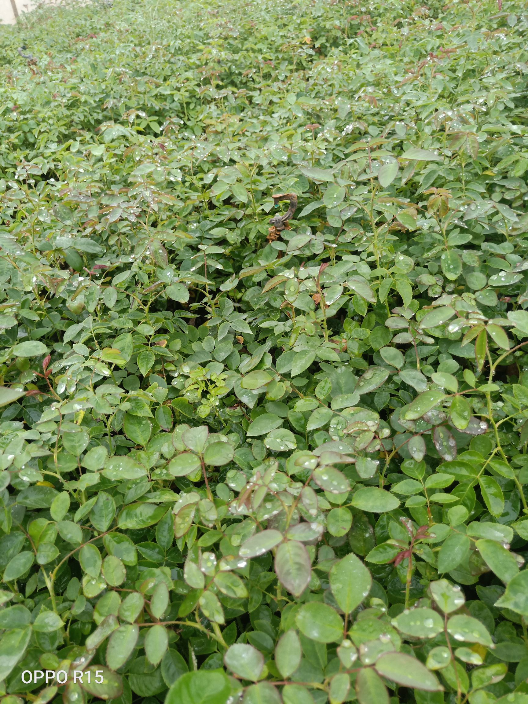 玫瑰苗  食用玫瑰 墨红