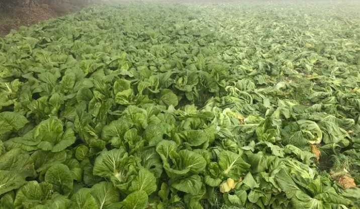 大量出售本地泡青菜