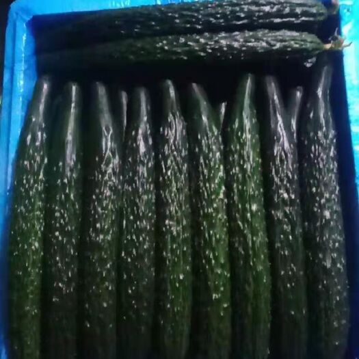 凌源市刺黄瓜  干花密刺绿条黄瓜大量现货