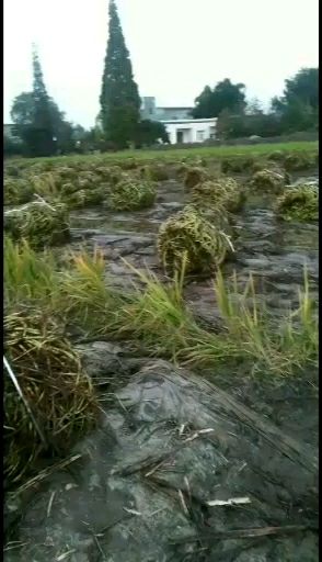 空心菜种子  柳叶空心菜种藤老杆子，质量好，下地出芽率高，长出来吃起口感好