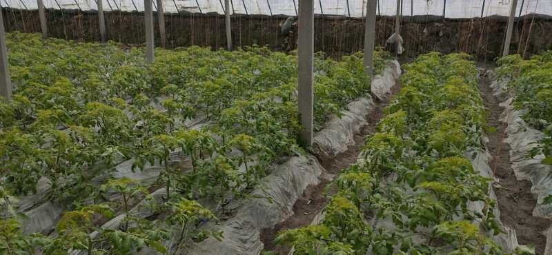 阿拉尔市种植大棚 