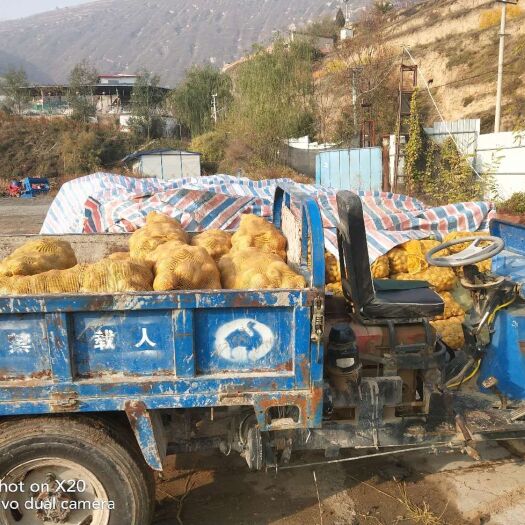 兰州陇薯10号 新荒地开垦甘肃洋芋