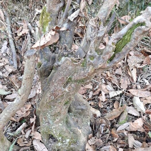 勉县杜鹃 大山的映山红