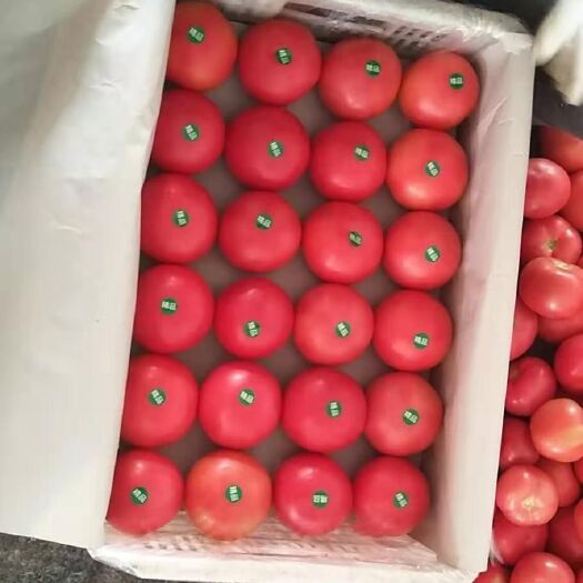 宁城县 硬粉西红柿产地大量上市