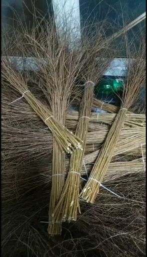 开原市产地直发  干枝雪柳 喷雪花   水插花 珍珠绣线菊