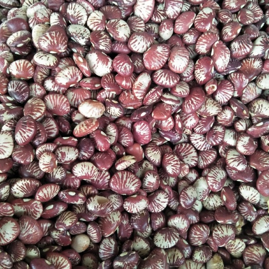 花豆  斑马豆孔雀豆肾豆