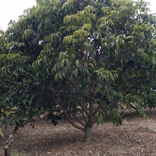 无核黄皮果苗  黄皮果大树，大量批发，靓树3X3规格左右的，欢迎订购