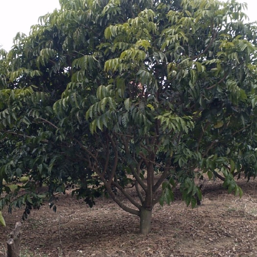 荔浦市无核黄皮果苗  黄皮果大树，大量批发，靓树3X3规格左右的，欢迎订购