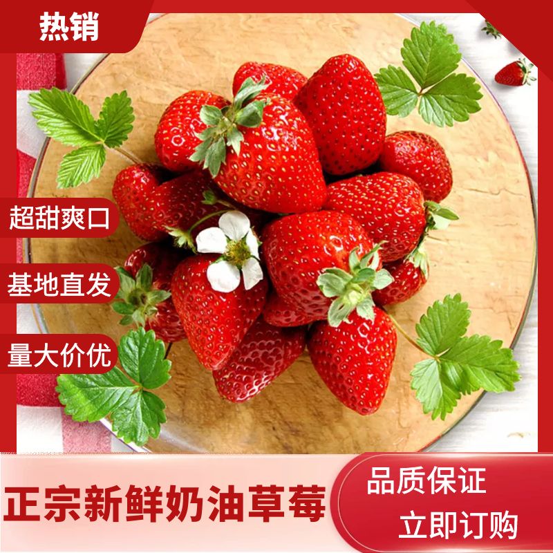 徐州妙香草莓大量上市鲜果供应产地代办长期寻求各地水果批发商合作！
