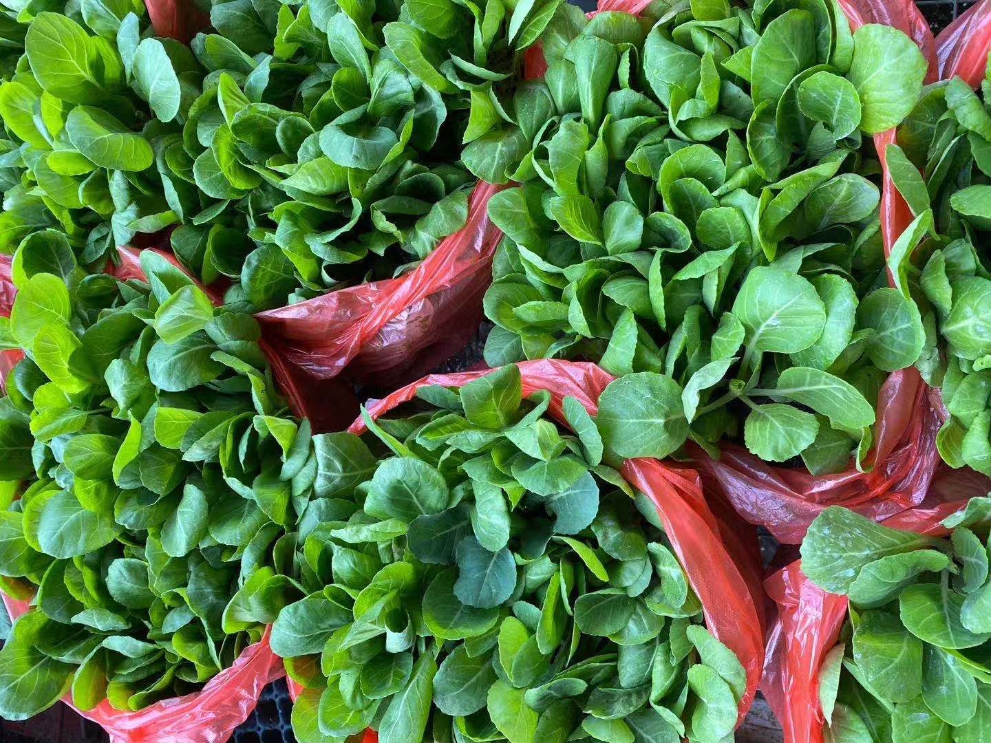甘蓝苗大头菜包菜苗寿甘101寿甘102满月109种苗供应