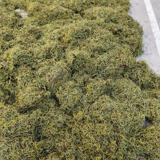 昆明化石草产地直销