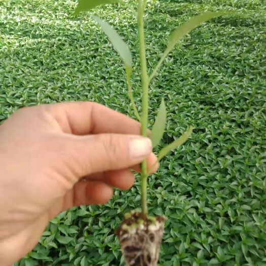 昆明线椒苗  精品盘穴基质辣椒苗