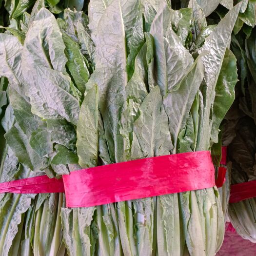 邯郸油麦菜  一手货源价格合理
