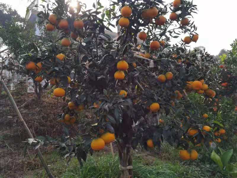 黄美人柑橘枝条  黄美人柑桔，枝条，品种来源于日本爱媛县2021年最火曝的品种