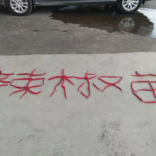 醴陵市线椒苗  本基地大量供应各种早春蔬菜苗。