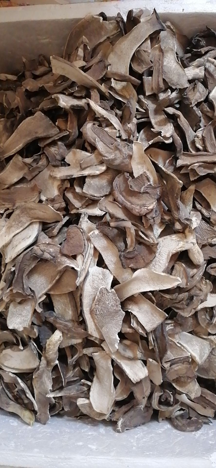 普通牛肝菌 物美价廉