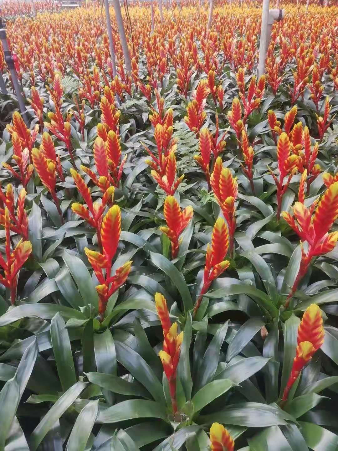 凤梨花  凤梨  基地直供质优价廉