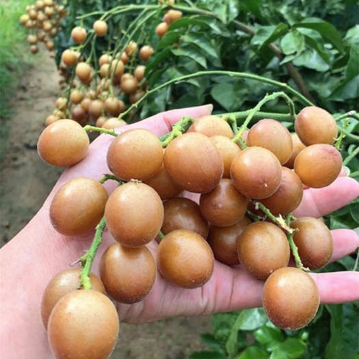 灵山县黑黄皮果苗  黑黄皮苗  黑黄皮嫁接苗   产量高 易管理
