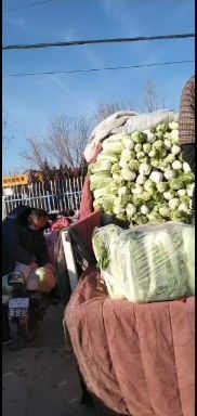 乐陵市北京3号大白菜 白菜