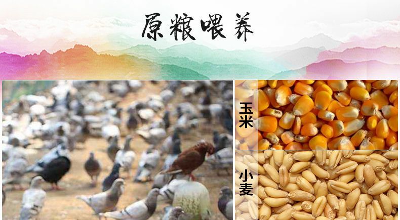 乳鸽单只350g左右五谷杂粮散养3只装