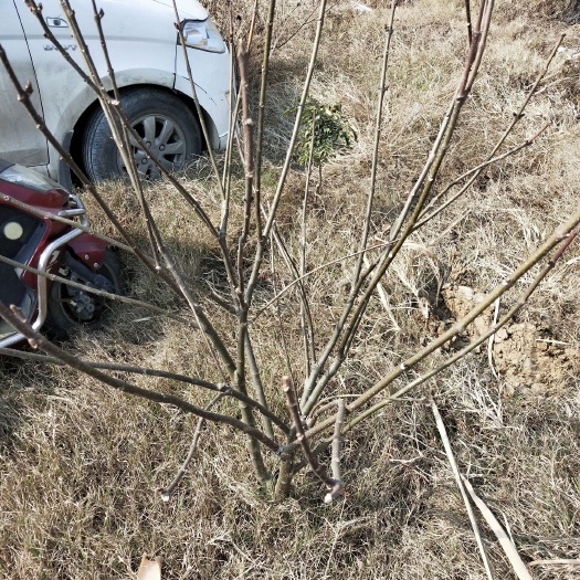 柳城县 高产量中花吴茱萸三年四年树