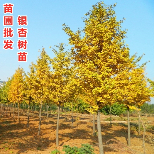 沭阳县金叶银杏树苗大树小苗白果活苗拆迁占地庭院盆栽绿化苗南北方种植