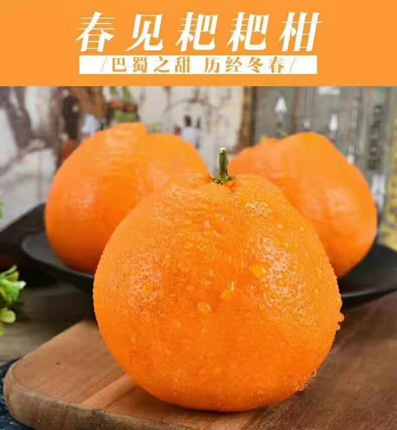 橙子和耙耙柑营养一样吗对吗(橙子和粑粑柑的区别)